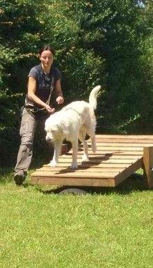 Hundeschule EIN STARKES TEAM in St. Ingbert / Saarland