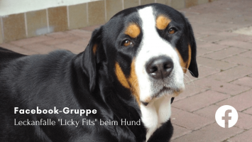 Facebook-Gruppe Leckanfälle "Licky Fits" beim Hund