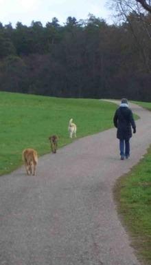 Hundeschule EIN STARKES TEAM in St. Ingbert / Saarland