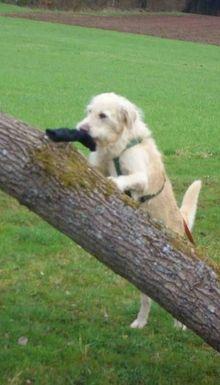 Hundeschule EIN STARKES TEAM in St. Ingbert / Saarland