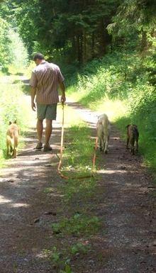 Hundeschule EIN STARKES TEAM in St. Ingbert / Saarland