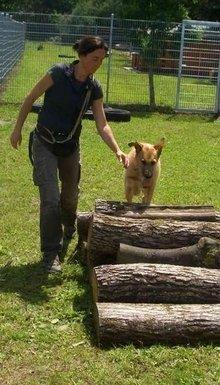 Hundeschule EIN STARKES TEAM in St. Ingbert / Saarland