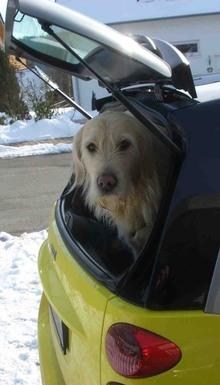 Hundeschule EIN STARKES TEAM in St. Ingbert / Saarland
