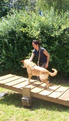 Hundeschule EIN STARKES TEAM in St. Ingbert / Saarland