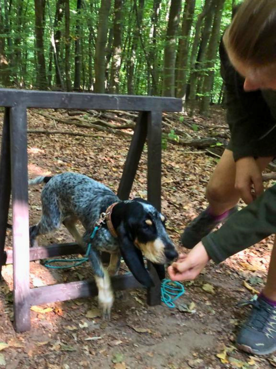 welpen-1