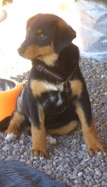 Hundeschule EIN STARKES TEAM in St. Ingbert / Saarland