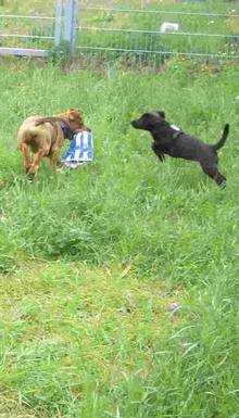 Hundeschule EIN STARKES TEAM in St. Ingbert